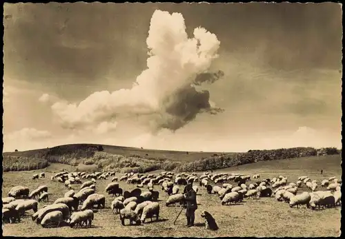 Ansichtskarte  Glückwunsch: Pfingsten, Stimmungsbild Schäfer, Schafe 1963