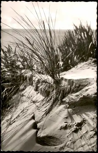 Ansichtskarte Kampen (Sylt) Strandhafer - Deitailaufnahme 1958