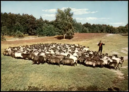 Ansichtskarte .Niedersachsen Lüneburger Heide, Schäfer 1968