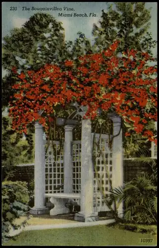 Postcard Miami The Bougainvillea Vine 1942