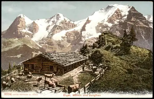 Ansichtskarte Lauterbrunnen Eiger Mönch Jungfrau - Almhütte 1908