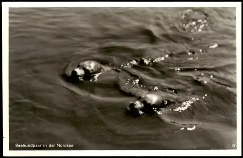 Ansichtskarte  Seehundpaar in der Nordsee Tiere 1953