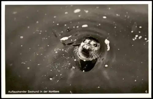 Ansichtskarte  Auftauchender Seehund in der Nordsee Tiere 1953