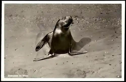 Ansichtskarte  Seerobbe im Watt Meer ::: Nordsee Tiere 1955