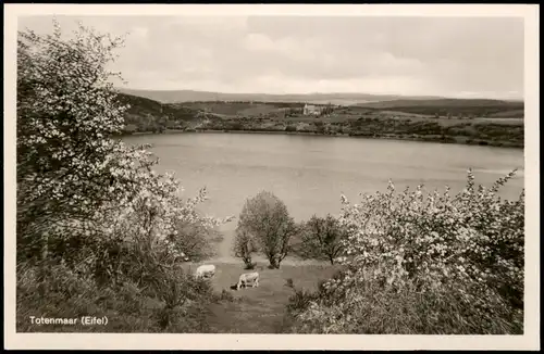 Ansichtskarte .Rheinland-Pfalz Partie am Totenmaar (Eifel) 1950