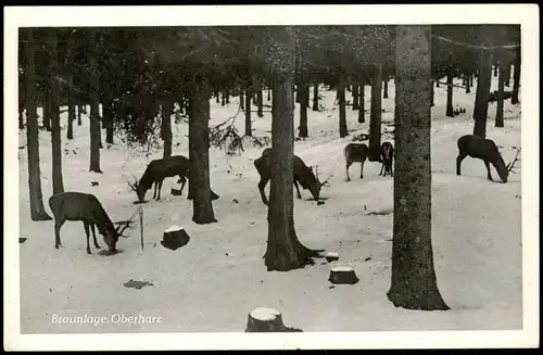 Ansichtskarte Braunlage Rehe im Wald im Winter 1960