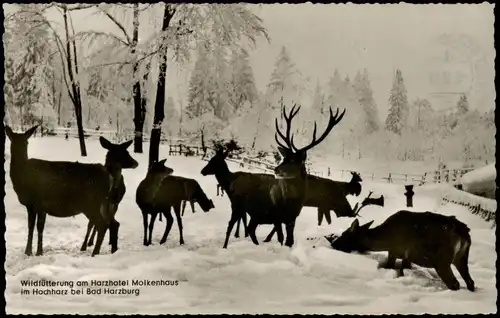 Ansichtskarte Bad Harzburg Molkenhaus - Hirsche Winter 1962