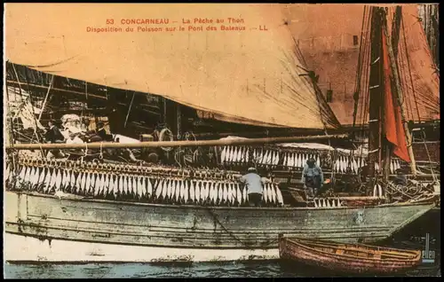 Concarneau La Pêche au Thon Disposition du Poisson sur le Pont des Bateaux 1911