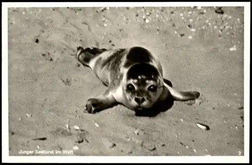 Ansichtskarte  Junger Seehund im Watt Wattenmeer (vermtl. Nordsee) 1960