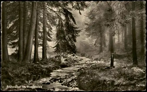 Ansichtskarte Deutschland Frühnebel im Harzwalde 1958
