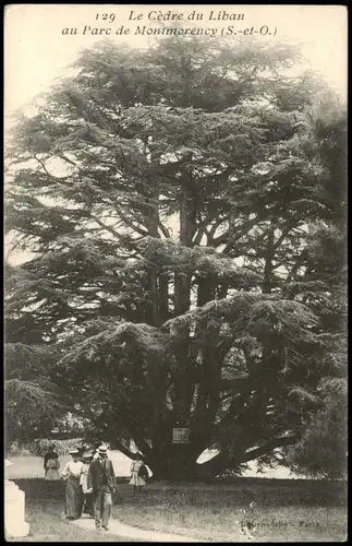 Montmorency (Val-d’Oise) Le Cèdre du Liban au Parc de Montmorency (S.-et-0.) 1910