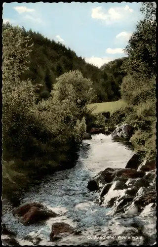 Ansichtskarte .Rheinland-Pfalz Westerwald - Stimmungsbild - Fluß 1965