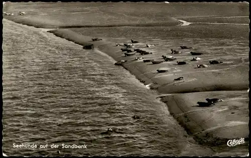 Ansichtskarte St. Peter-Ording Seehunde auf der Sandbank Luftbild 1962