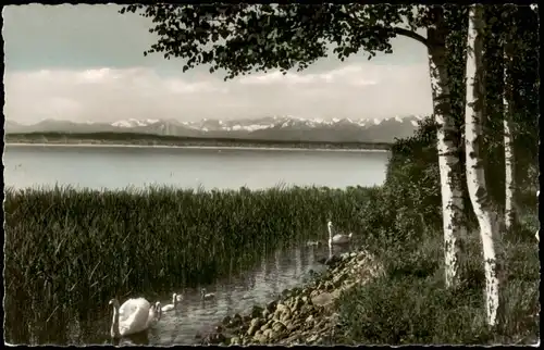 Ansichtskarte .Bayern Idyll am Westufer des Ammersee 1982/1960