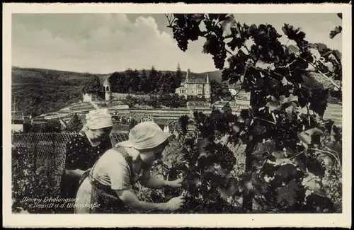 Haardt-Neustadt an der Weinstraße Neustadt an der Haardt Stadt Weinlese 1932