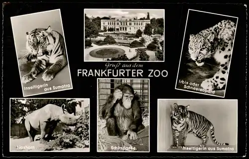 Frankfurt am Main Zoo   Tiger aus Sumatra, Nashorn, Schimpanse uvm. 1959