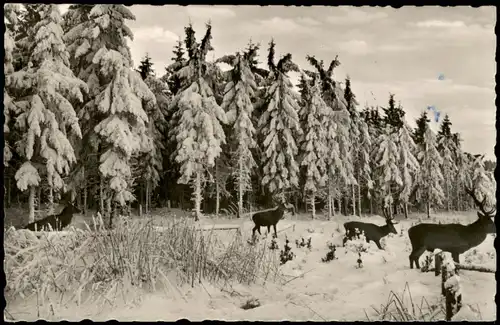Ansichtskarte Bad Harzburg Wald Partie an der Marienteichbaude 1958