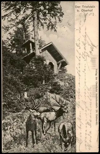 Ansichtskarte Oberhof (Thüringen) Der Triefstein - Hirsche 1903