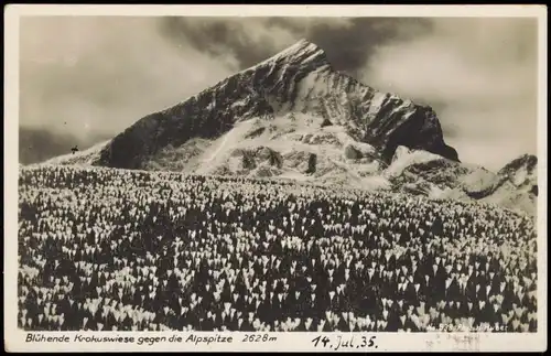 Garmisch-Partenkirchen Blühende Krokuswiese gegen die Alpspitze 2628m 1929