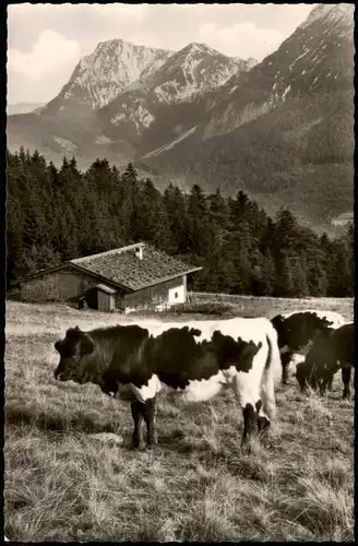 Inzell / Obb. Bäckeralm am Teisenberg; Kuh, Panorama Berge 1960