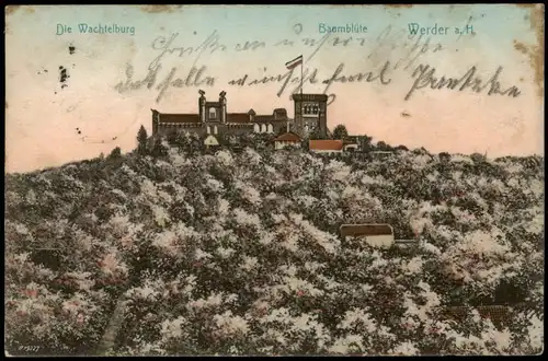 Ansichtskarte Werder (Havel) Die Wachtelburg Baumblüte 1906