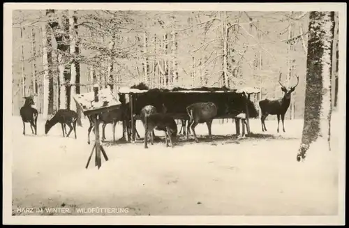Ansichtskarte Clausthal-Zellerfeld HARZ IM WINTER. WILDFÜTTERUNG 1931