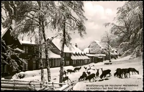 Bad Harzburg Wildfütterung am Harzhotel Molkenhaus im Hochharz 1958