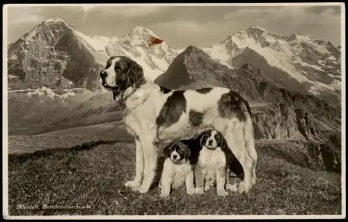Ansichtskarte .Schweiz Alpidyll, Bernhardinerhunde Suisse Helvetia 1934