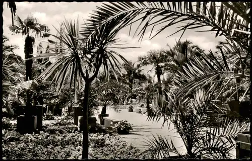 Ansichtskarte Bad Pyrmont Palmengarten Palmen Park 1957