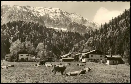 Ansichtskarte Elmau-Krün Kuh Weide am Gästehaus Alpengut Elmau 1955