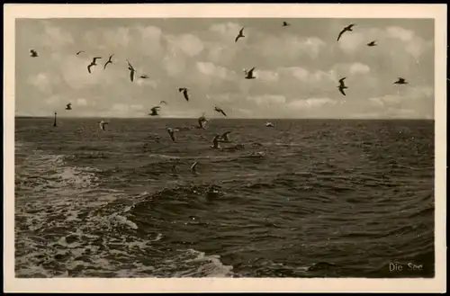 .Mecklenburg-Vorpommern Ostsee/ Baltic Sea - Wellenspiel Möwen 1954