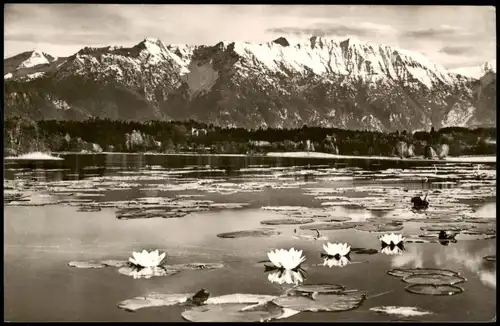 Ansichtskarte Uffing am Staffelsee Seerosen im Staffelsee bei Murnau 1958