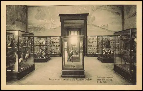 Tervuren (Tervueren) Tervueren - Musée du Congo Belge Salle des oiseaux, 1930