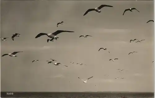 Ansichtskarte Zingst Möwen über dem Meer 1930