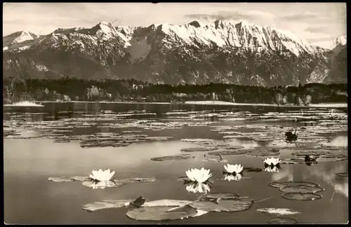 Ansichtskarte Uffing am Staffelsee Seerosen im Staffelsee 1957