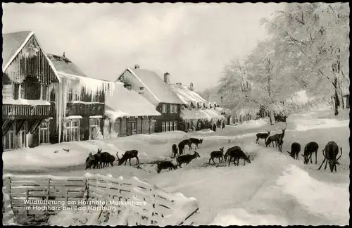 Ansichtskarte Bad Harzburg Wild-Fütterung am Harzhotel Molkenhaus 1950
