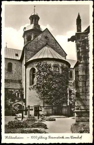 Ansichtskarte Hildesheim 1000 jähriger Rosenstock im Domhof 1950