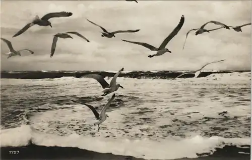 Ansichtskarte .Mecklenburg-Vorpommern Möwen am Meer 1930
