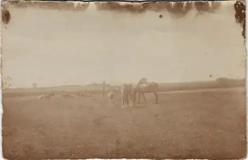 Tiere - Pferde, Fohlen auf einer Weide mit Kühen 1915 Privatfoto