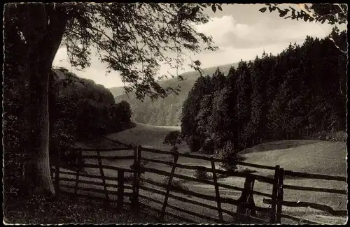 Neuhaus im Solling-Holzminden HOLZMINDETAL im Solling, Wald Partie 1958
