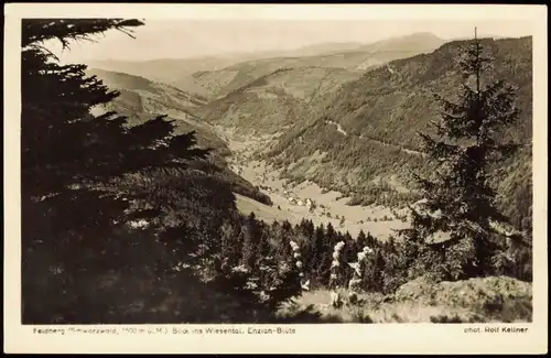 Feldberg (Schwarzwald) Feldberg Schwarzwald Wiesental Enzian-Blüte 1955