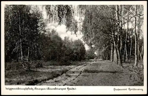 Ansichtskarte .Niedersachsen Lüneburger Heide Wald Partie 1940