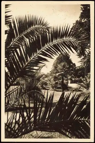 Ansichtskarte Konstanz Bodensee Insel Mainau mit Palmen-Garten 1950