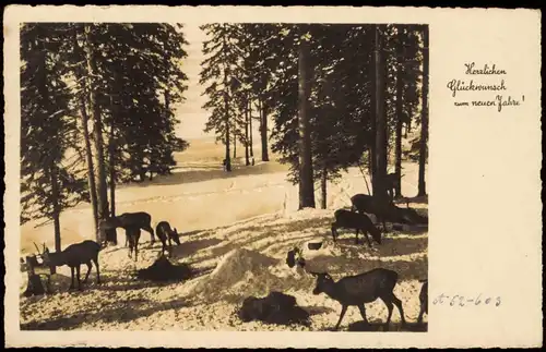 Ansichtskarte  Neujahr Sylvester New Year - Rehe im Wald Fütterung 1937