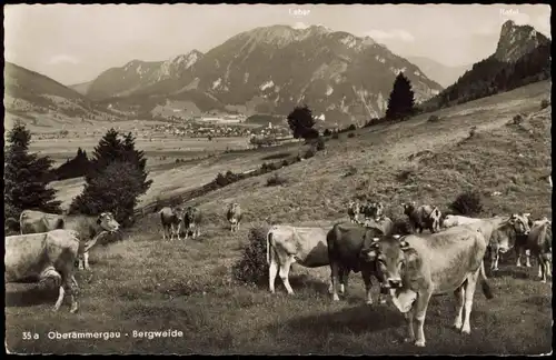 Ansichtskarte Oberammergau Umland-Ansicht Kühe auf der Bergweide 1960