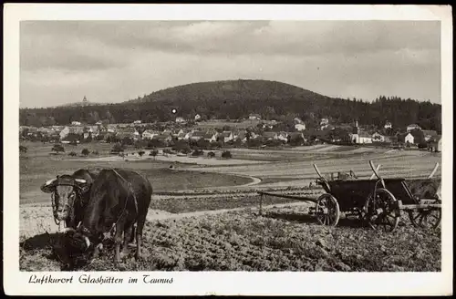 Glashütten (Taunus) Panorama-Ansicht; Ochsen-Gespann, Feldarbeit 1957