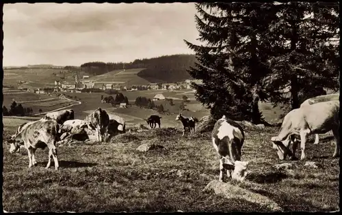 Schönwald im Schwarzwald Panorama-Ansicht; Weide mit Kühen 1959