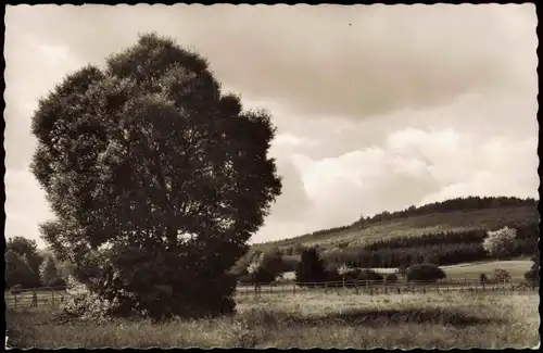 Ansichtskarte Neuhaus im Solling-Holzminden Umland Wald Partie 1957