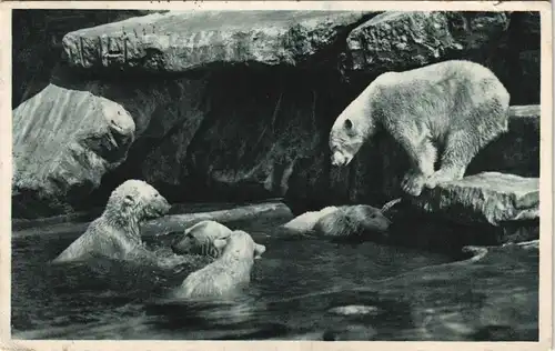 Stellingen-Hamburg Tierpark Hagenbeck Nordland Spielende Eisbären Eisbär 1930