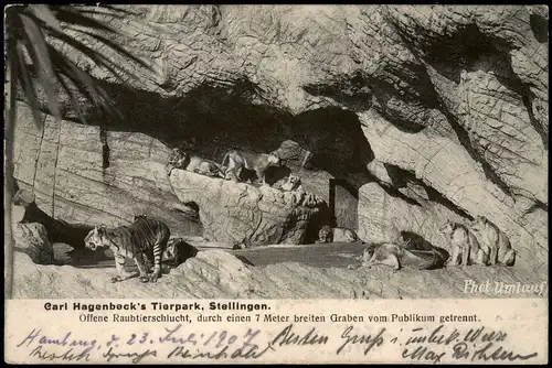 Stellingen-Hamburg Tierpark Hagenbeck Tiger Löwe Raubtiere Raubtierschlucht 1907